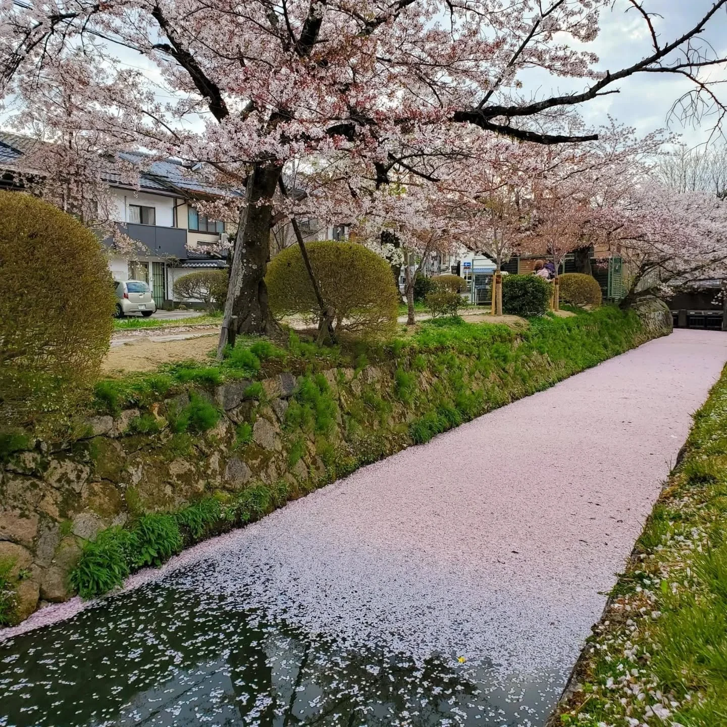 🌸💦PETAL RAFTS🛶🩷

Towards the middle of April parts of the canal beside the Philosopher's Path (哲学の道) become a river of petals.
The phrases 'hana-no-ukibashi' (花の浮橋 'floating bridge of flowers') and 'hanaikada' (花筏 'flower raft') both describe wat
