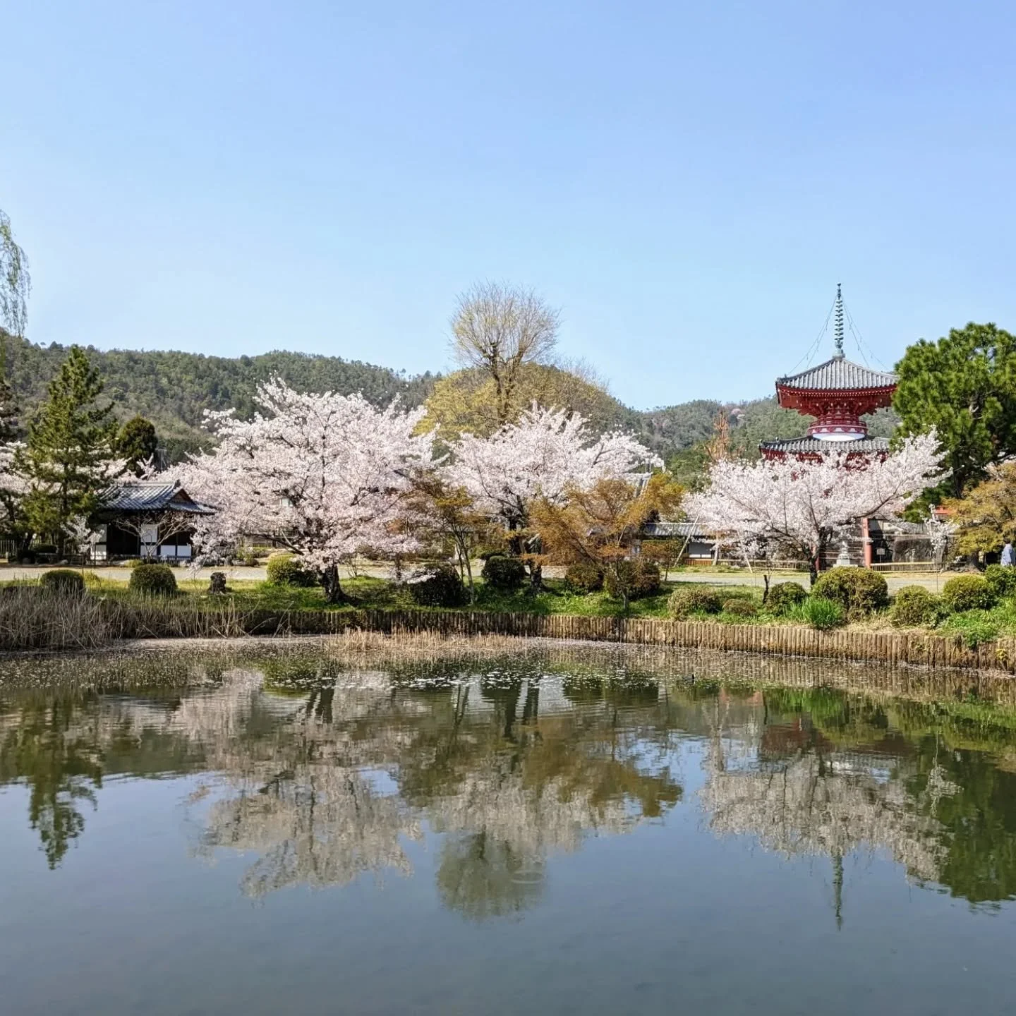 🪷Pond Peramble🌕

Daikaku-ji (大覚寺) stands by the banks of Ōsawa-no-ike (大沢池), the oldest artificial pond in Japan.
With a diameter of about 1km, it is theorised that the pond was created for moon-viewing, which would make it the oldest moon-viewing 