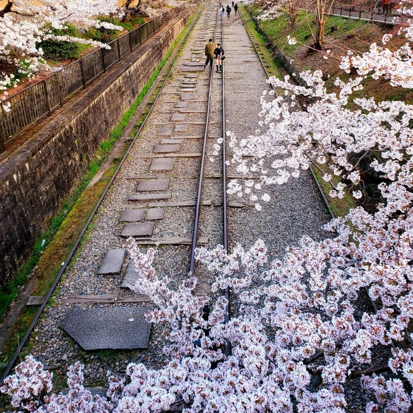 🌸🍵BYE BYE BLOSSOMS🍯😋

A little wind and rain, and sakura season draws to a close...but not before we toast the blossoms goodbye.

Keage (蹴上 lit. 'rise' or 'riser') is one of the most popular places to see cherry blossoms in Kyōto.
It was here tha