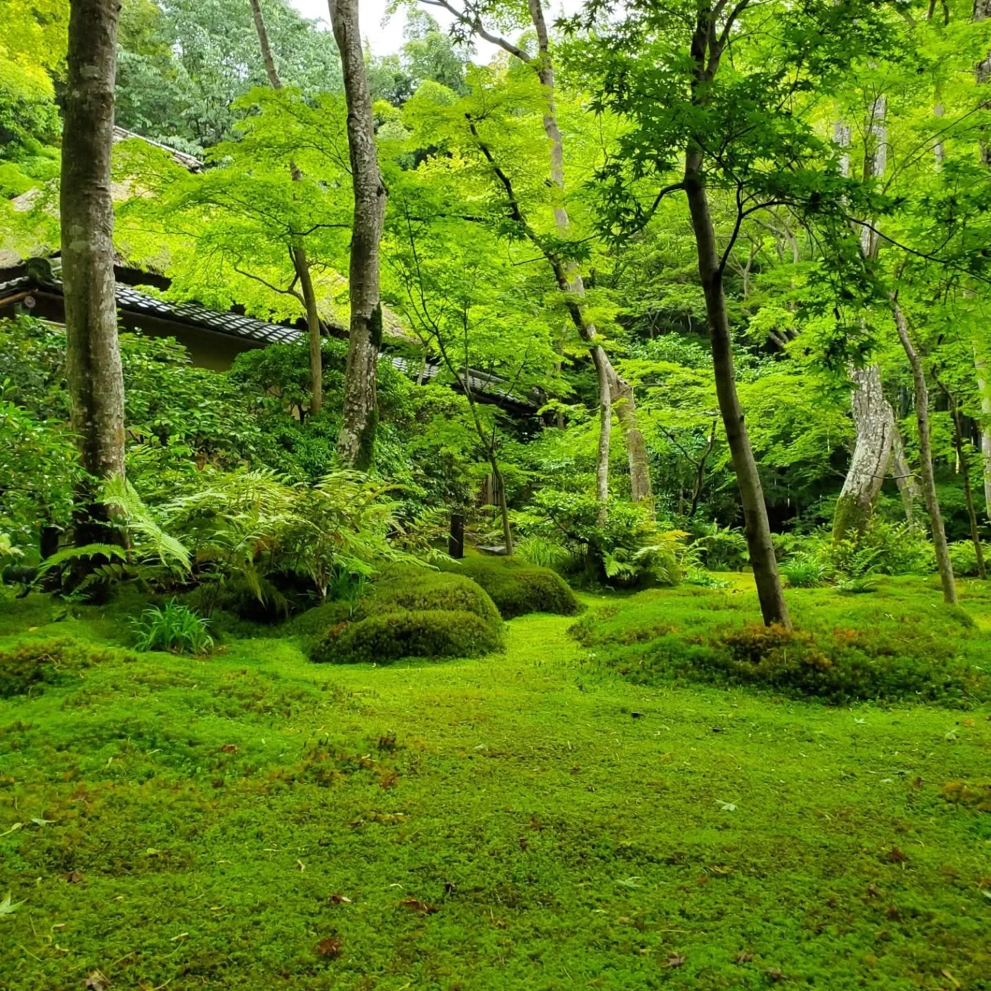 Mossy sort of a morning, and the fresh green maple leaves are glowing.

#Arashiyama #嵐山 #Sagano #嵯峨野 #Kyoto