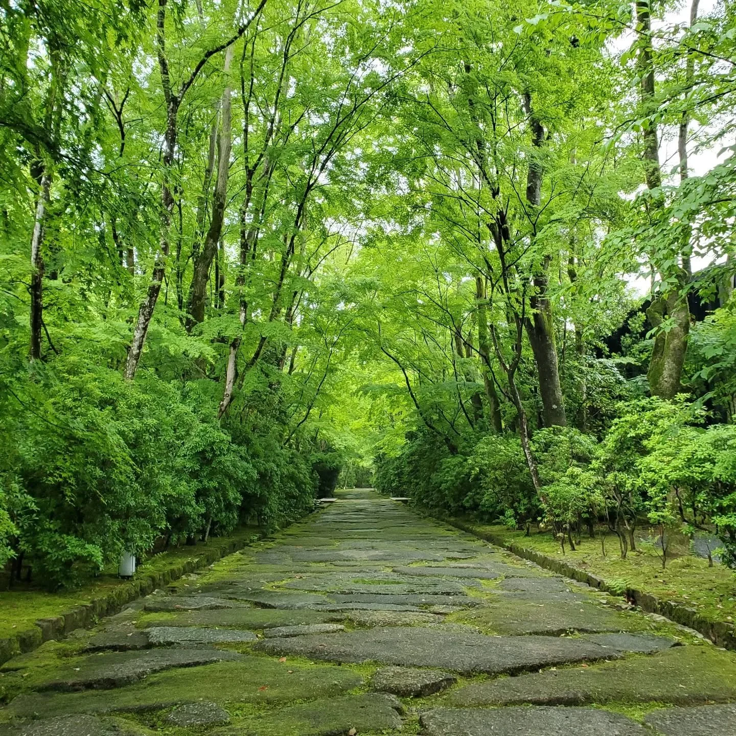 🗺️🏯THE SECRET GARDEN🌿🍃

Aman Kyōto (アマン京都) is a luxury resort that shares its forested slopes with Kinkaku-ji (金閣寺), the 'Golden Pavilion'.
We were fortunate enough to be invited to explore its historical grounds...a wonderland of moss, and rocks