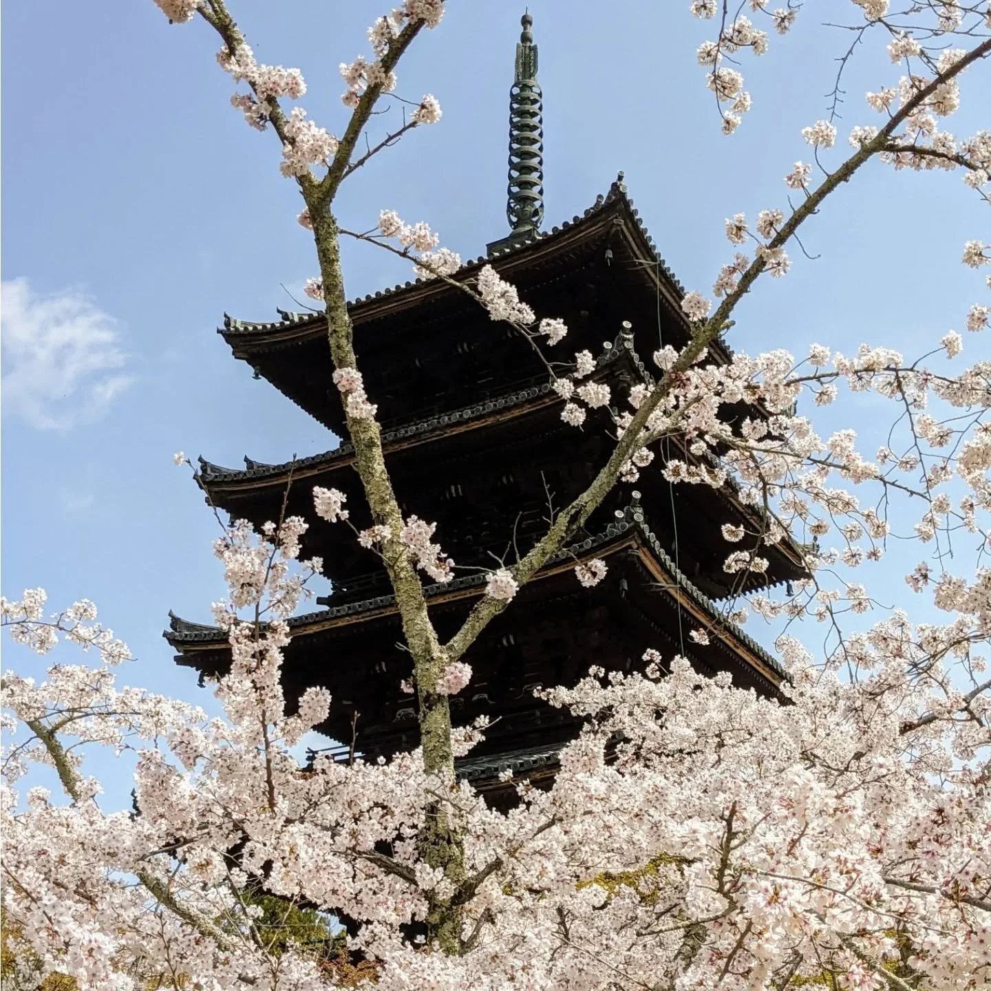 🌸KYŌTO'S LAST CHERRY BLOSSOMS🌸

Reaching their peak (typically) around mid-April, Ninna-ji's (仁和寺) grove of cherry trees are some of the last to bloom in Kyoto, bringing sakura season to a dramatic close.

Known as 'omuro-zakura' (御室桜), Ninna-ji's 