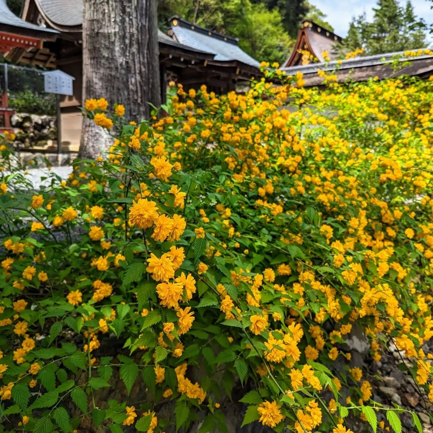 💛BORN FROM GOLD🌞

to the fence of the Gods
they come leaning-
dark yellow mountain roses
神垣に引きよせてあり濃山吹
-Nomura Hakugetsu (野村泊月 d.1961).

Japanese kerria (ヤマブキ) once grew in such profusion in the grounds of Matsunoo-taisha that it was known as 'Yama