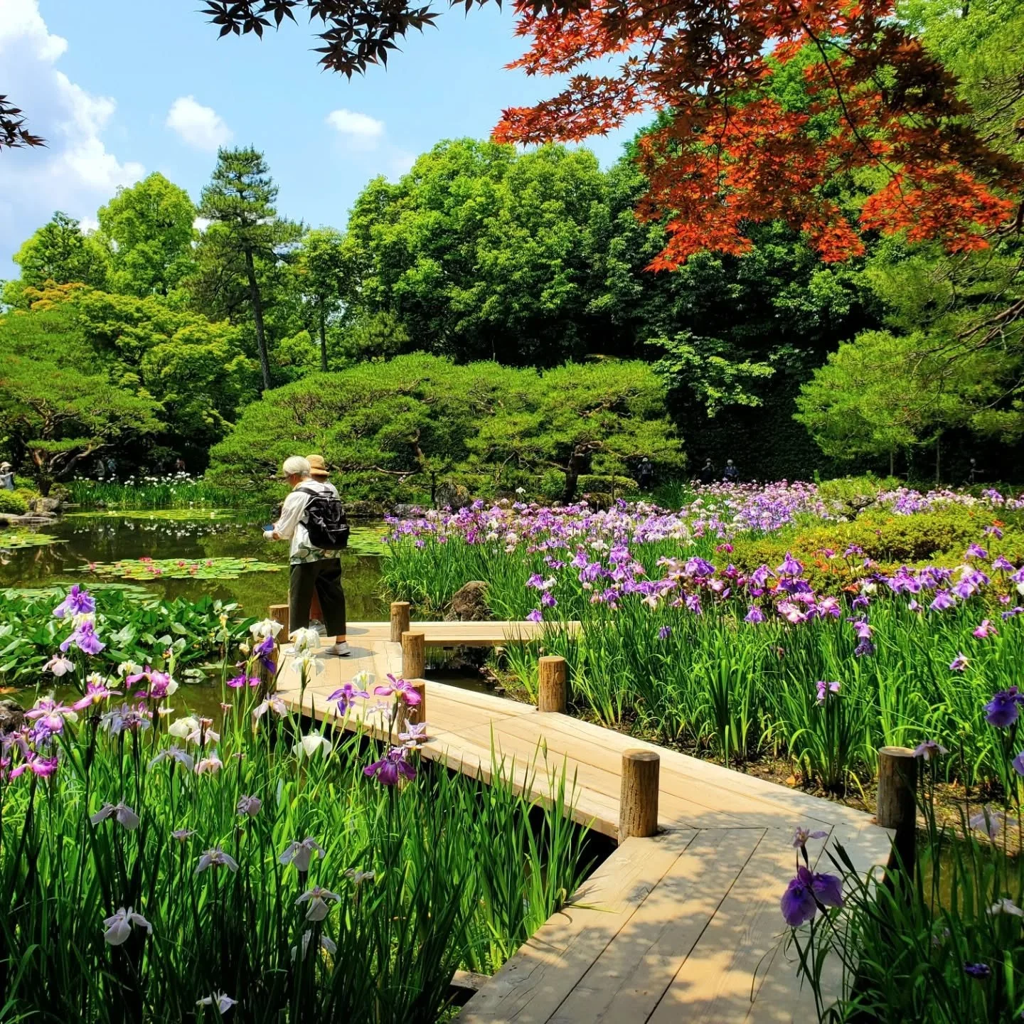 🌞💜THE EMPEROR'S IRISES🍵🐸

Heian Jingū's (平安神宮) sprawling 33060m2 'Shin-en' garden (神苑) is divided into 4 parts: Higashi (東神苑 - East), Naka (中神苑 - Middle), Nishi (西神苑 - West), and Minami (南神苑 - South).
Beginning in 1895, it took Ogawa Jihei VII (小