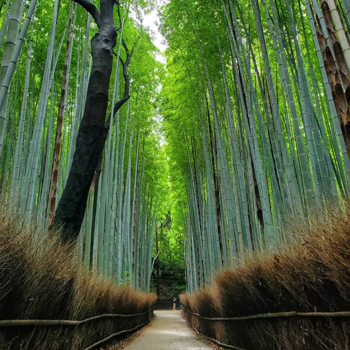 Poor Atsuko-san had a 5am wake up call for a photo shoot in Arashiyama.
The early bird catches the worm, and the early morning photographer may well catch the bamboo groves peaceful and empty.

The sun rising beyond the bamboo was worth the sleepy st