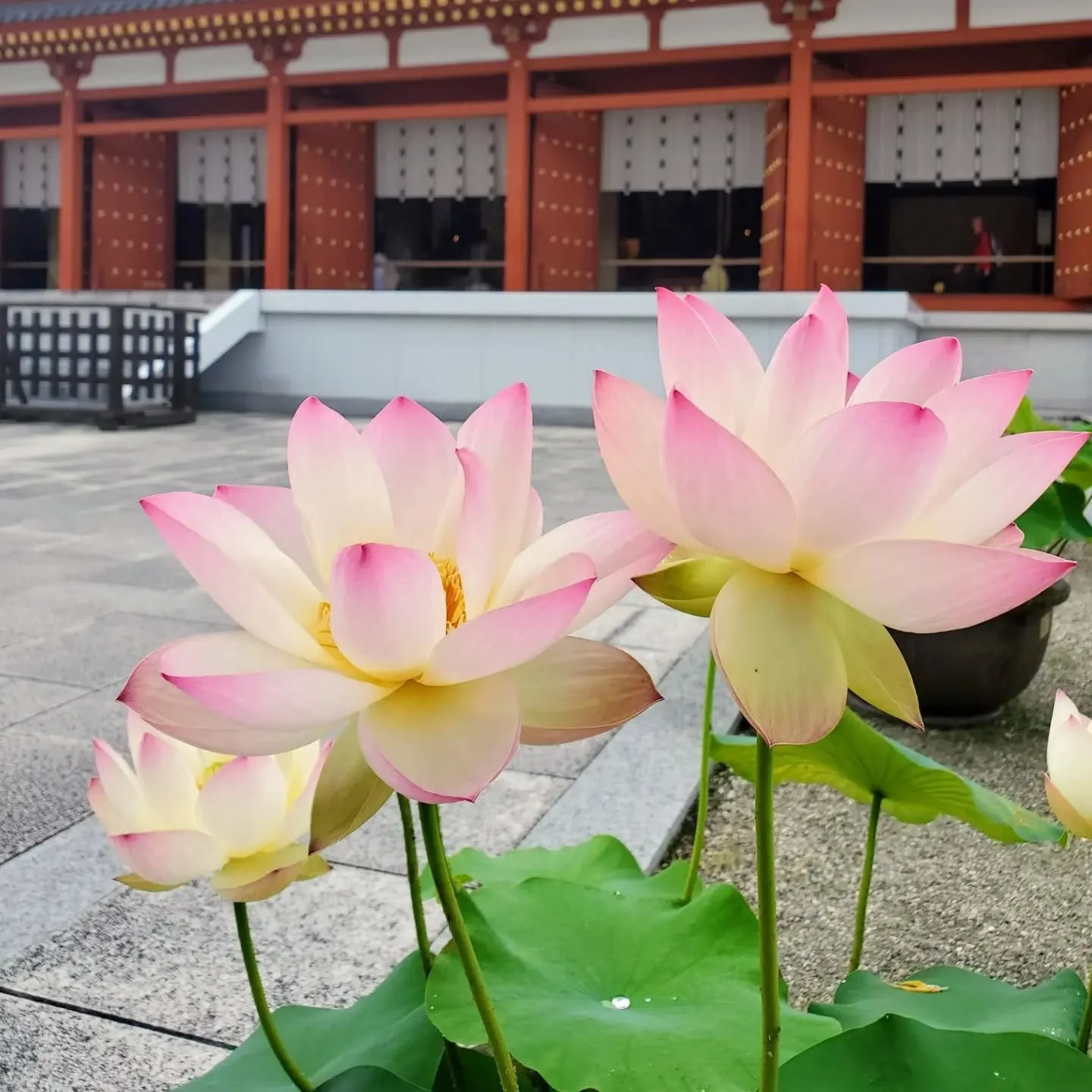 💦THE MEDICINE BUDDHA'S LOTUSES🪷

Growing from muddy pond beds into beautiful flowers, lotuses have long been symbols of wisdom and renewal.
It is said that Buddha could walk from birth, and everywhere he went lotus flowers bloomed from his footprin