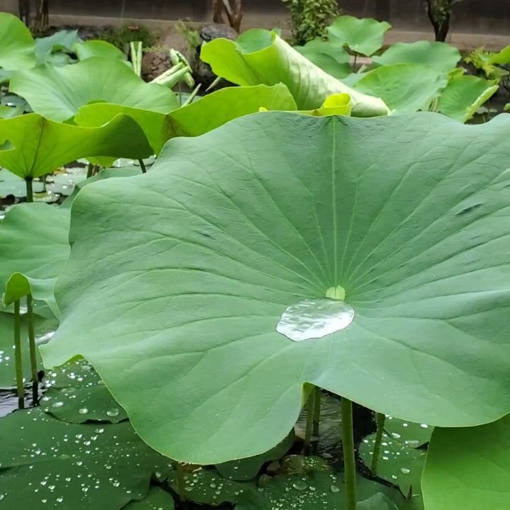 🌧️'THE PLUM RAIN'☔️

June is rainy season in Japan. Known as 'Tsuyu' (梅雨), the 'Plum Rain', this period coincides with the plums ripening.
The damp weeks are marked by their dazzling greenery and the appearance of the celebrated hydrangea.

Original