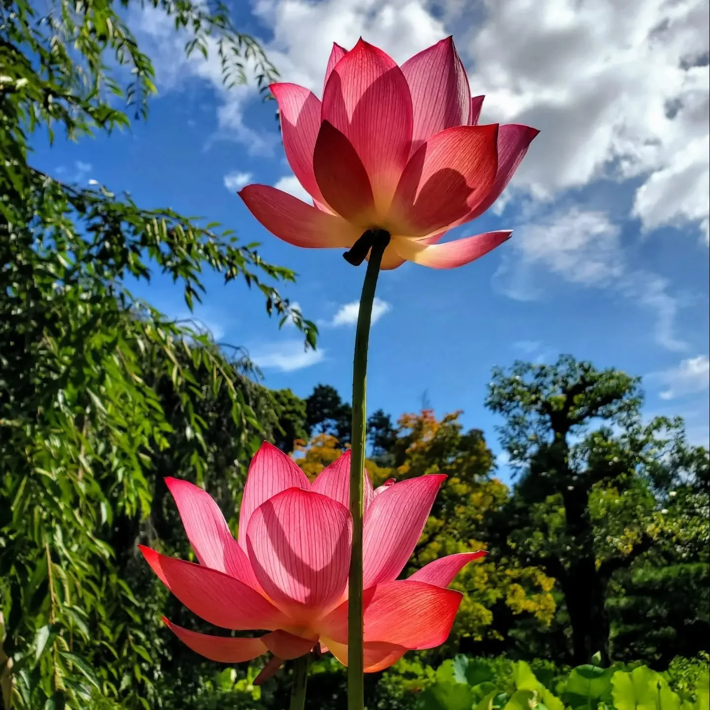 A remarkable transformation takes place at Hōkongō-in (法金剛院) shortly before the Gion Festival.
The temple's muddy, rather nondescript pond suddenly bursts into life, and for a short time it is one of the most famous lotus viewing spot in Kyōto.

Over