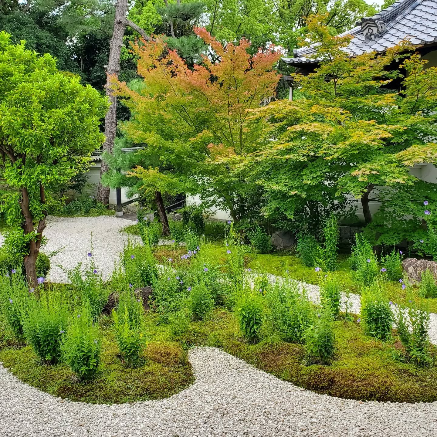 Although considered an autumn flower, kikyō (桔梗 'Japanese bellflowers') begin appearing around this time of year.
Rozan-ji's "Genji-no-tei" (源氏庭), named in honour of Murasaki Shikibu, is one of the most popular places to see the flowers.

I