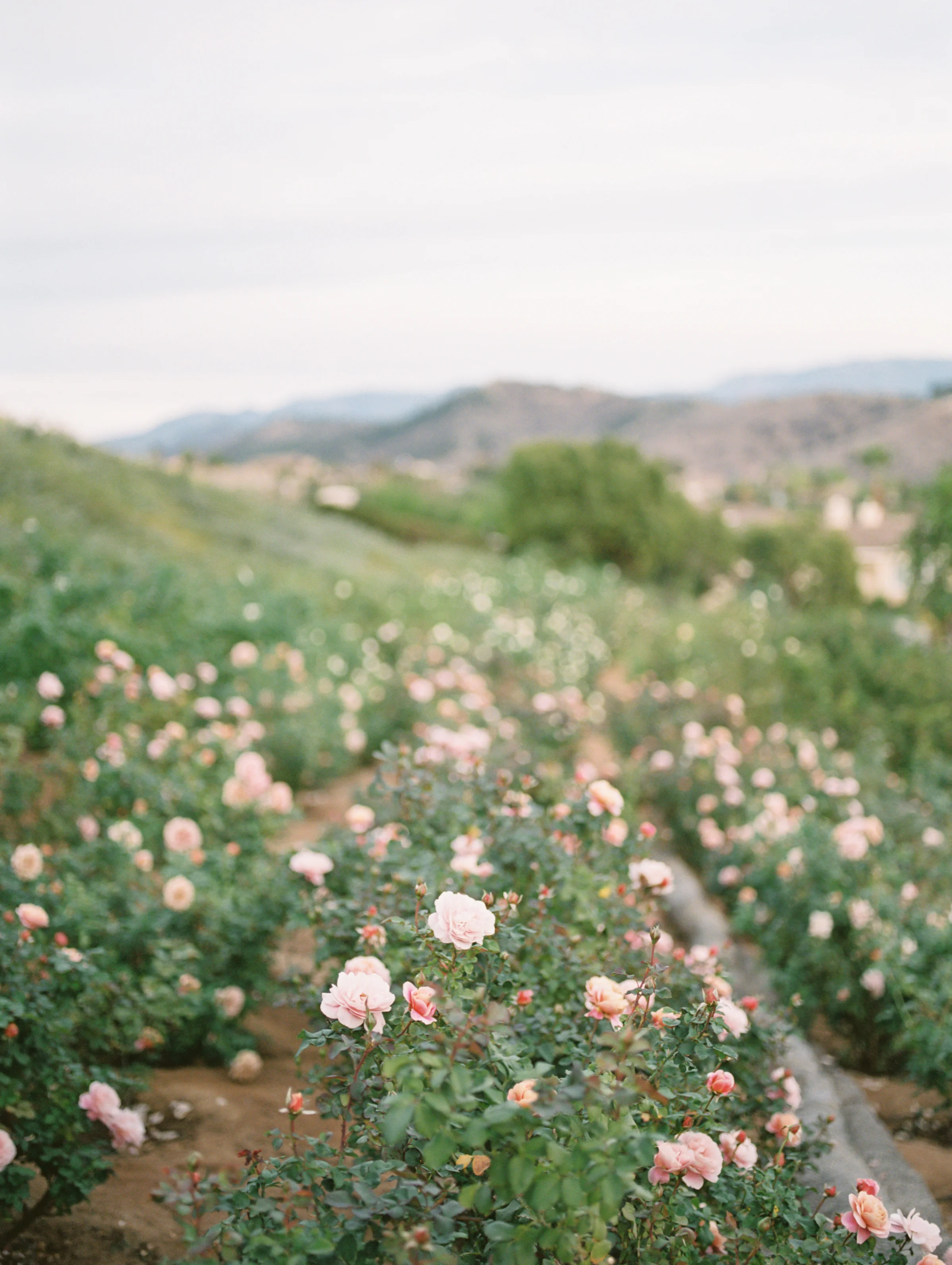 Fuji 400h film