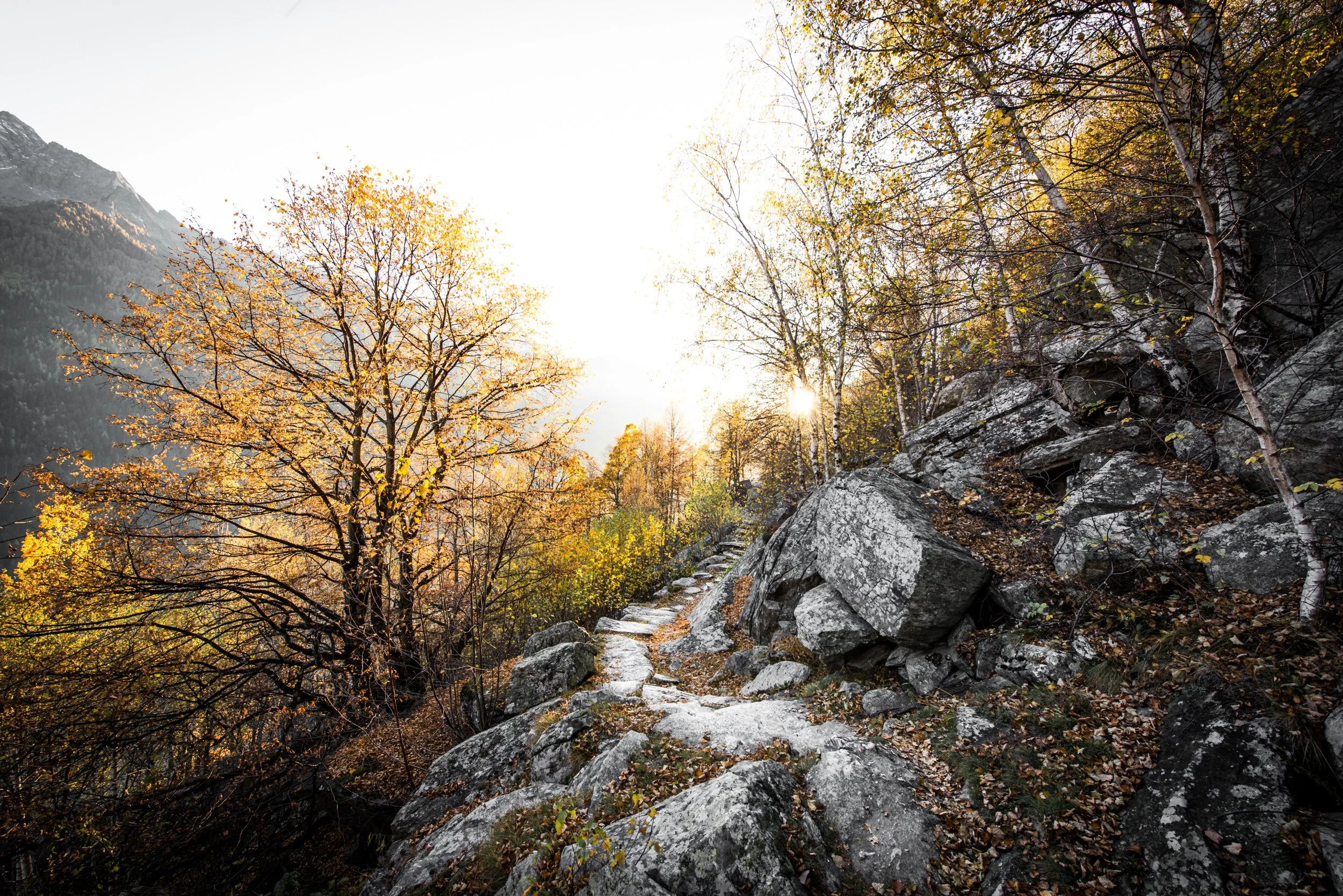 DSC_6681.jpg