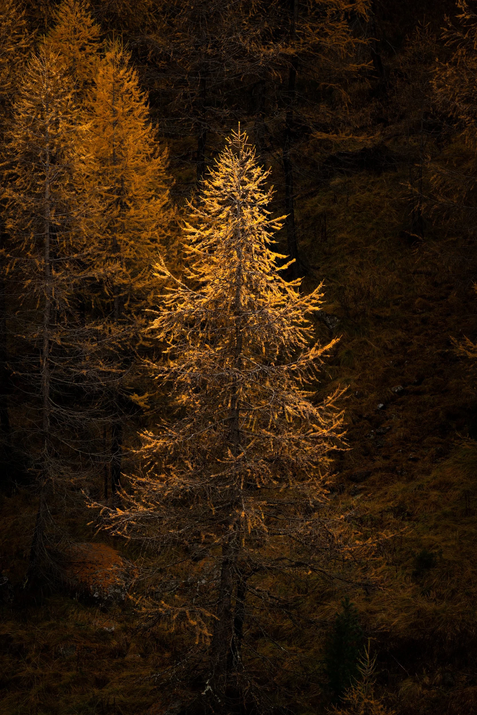 DSC_2922.JPG