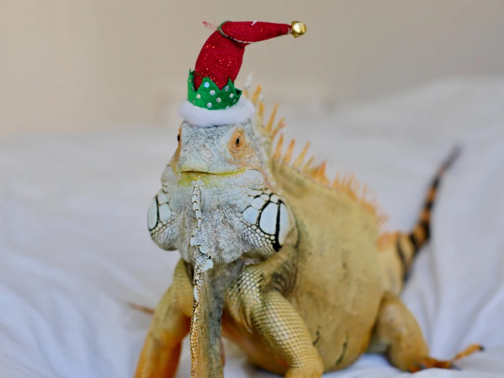 Do Iguanas Play With Toys: Surprising Facts About Their Behavior
