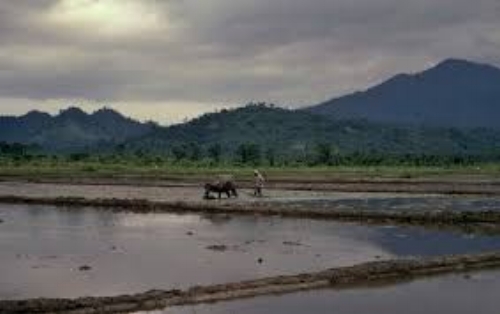 Typical Philippine man in harvesting rice with carabao.