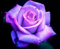 Purple Rose.jpeg