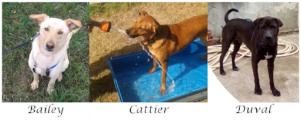 Nicci and her husband, Andrew live in England with their three dogs, Bailey, Cattier and Duval.