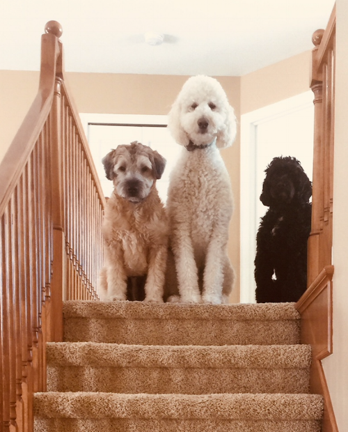 Charlie, Ollie and Finn also are waiting to fill our two-story home with little ones. 