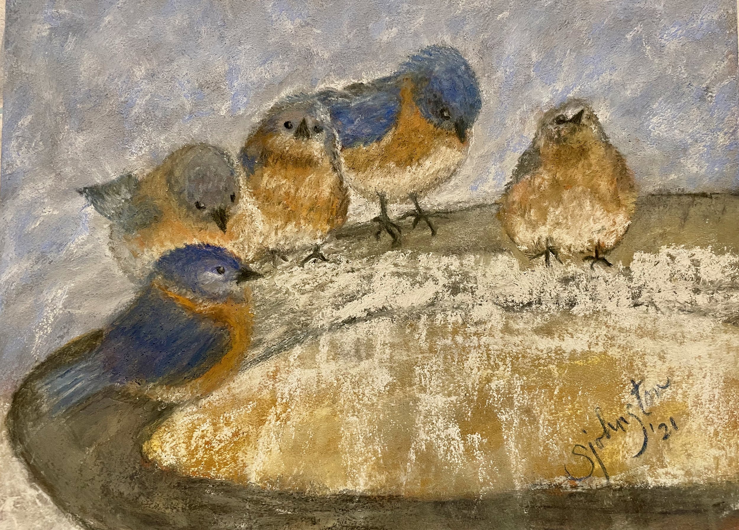 Bluebirds in Winter-2.jpeg