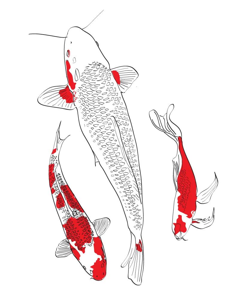 Goldfish ying yang Musca Paris