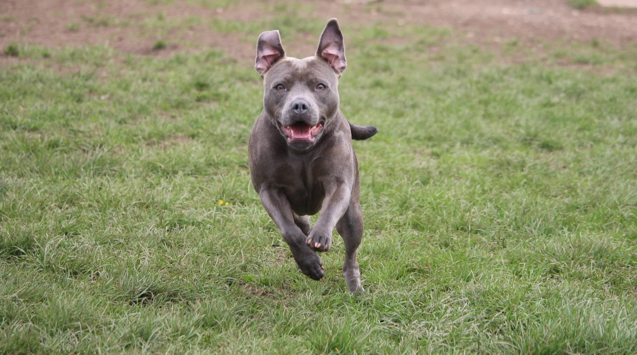 5 star kennels near me