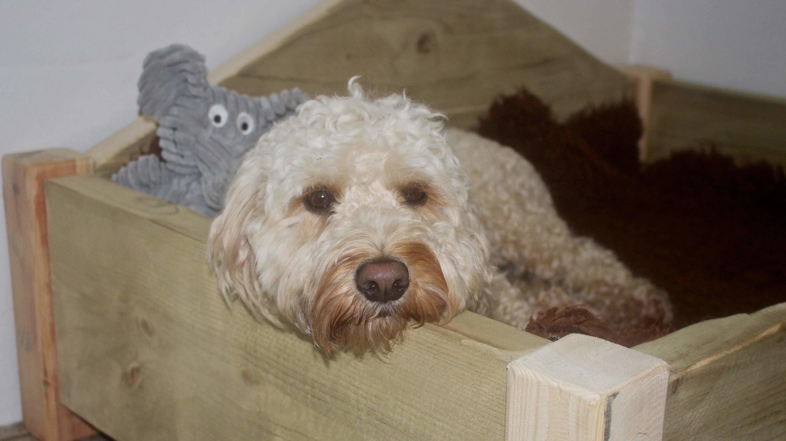 Toby in dog bed.jpg