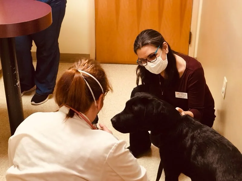 pet care while owner in hospital