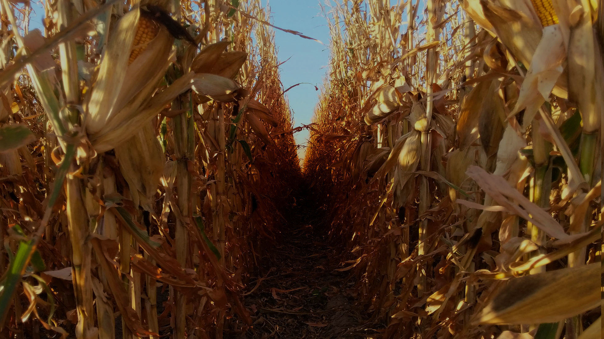 corn.jpg