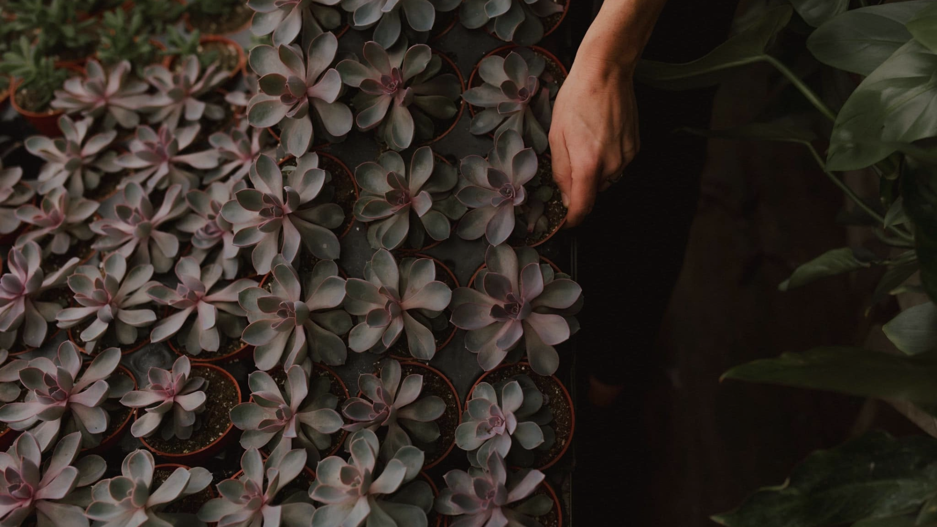 Succulent Bar with Mill Creek Gardens