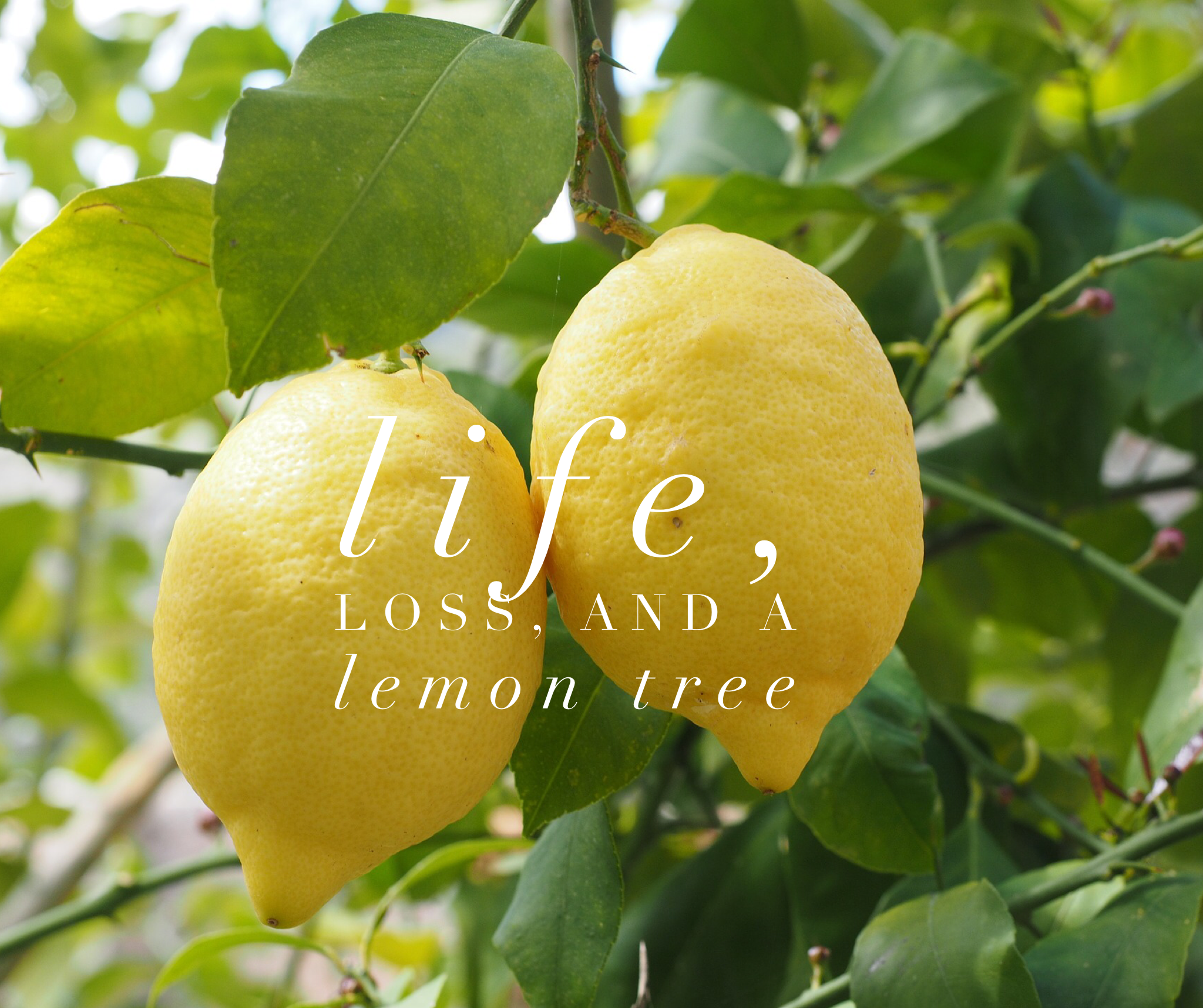 Life, Loss, and a Lemon Tree