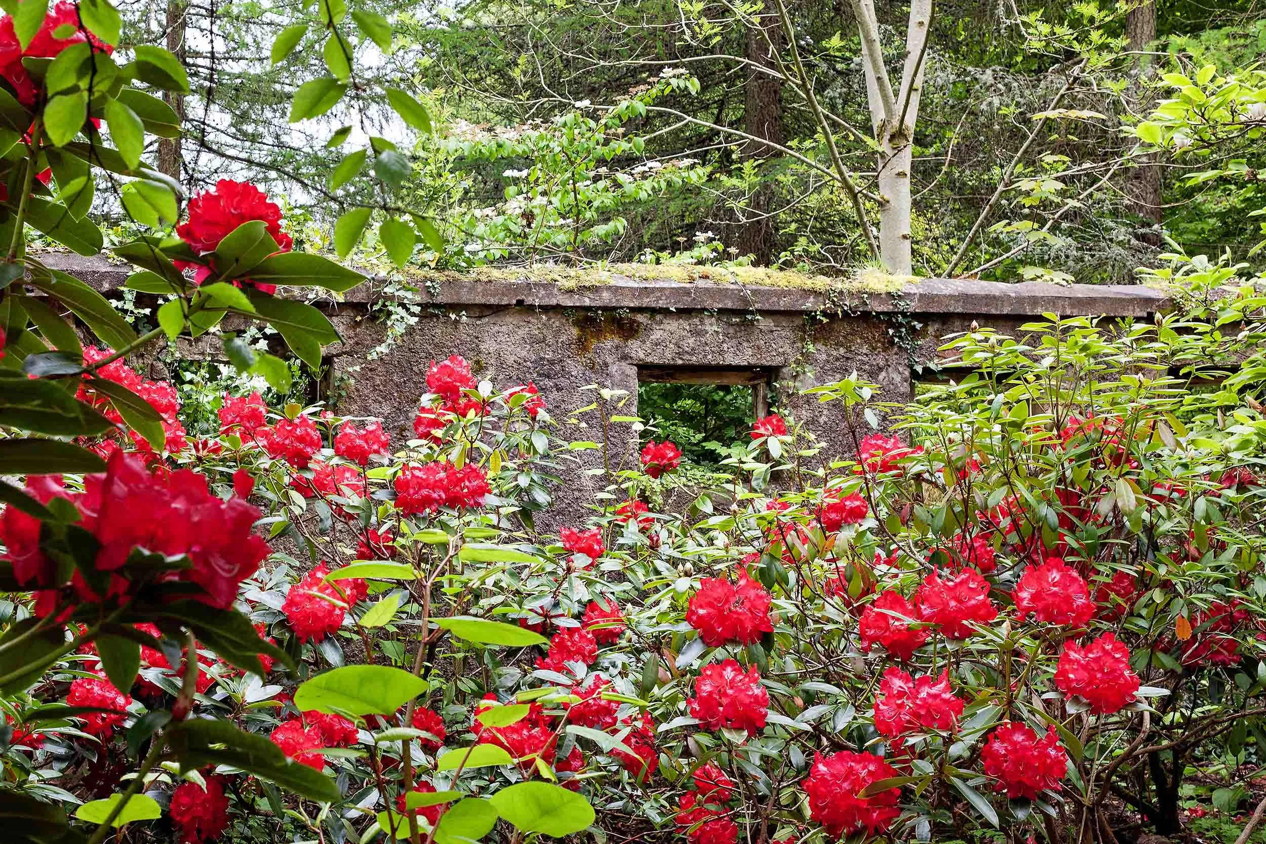   St. Conal’s Hospital, Letterkenny, Donegal (previously Letterkenny District Lunatic Asylum / Tirconaill Mental Hospital)   Est: 1865 - Closed: 2010  Formal Gardens 