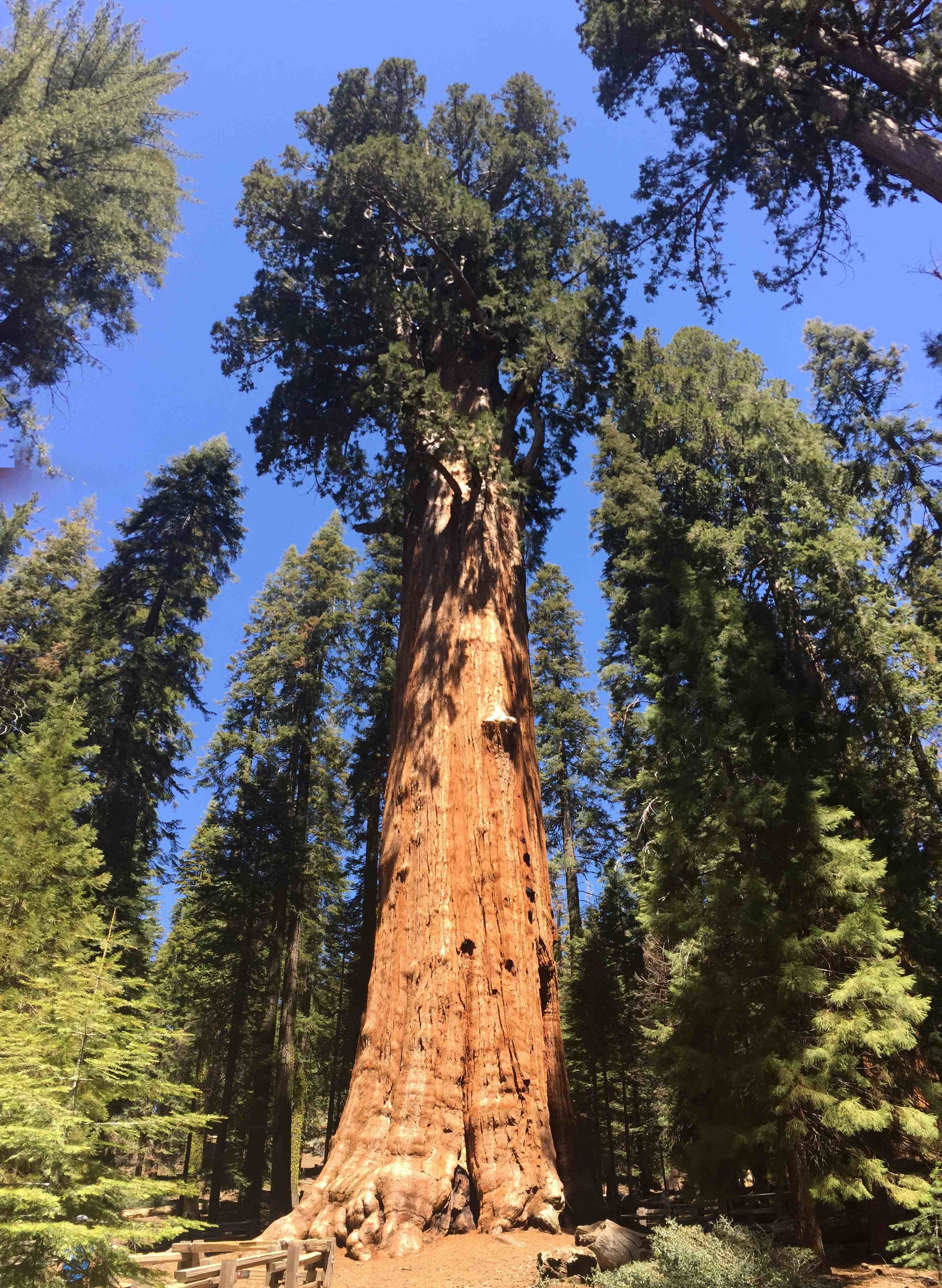 The venerable General Sherman -- the largest tree on Earth.