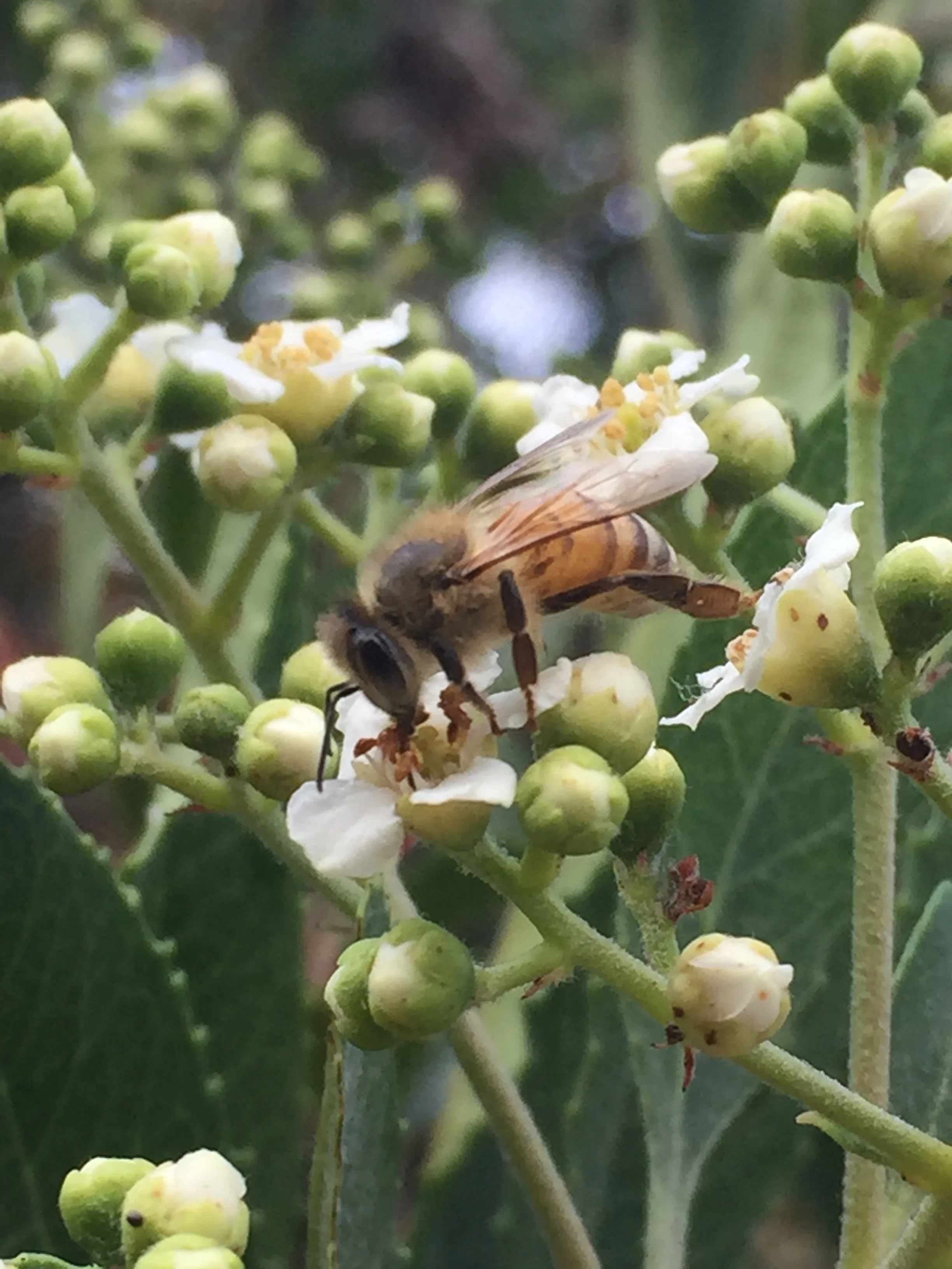 An    incomparable honeybee    at work -- pollinating.