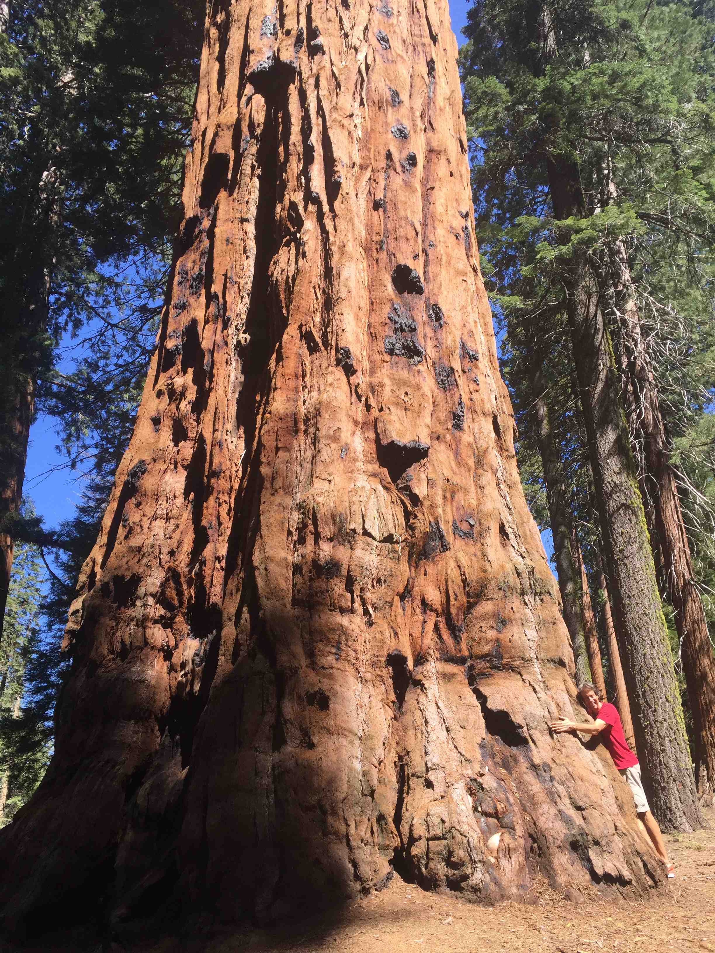 Tree Hugging Giant Sequioa - Dr Reese Halter.jpg