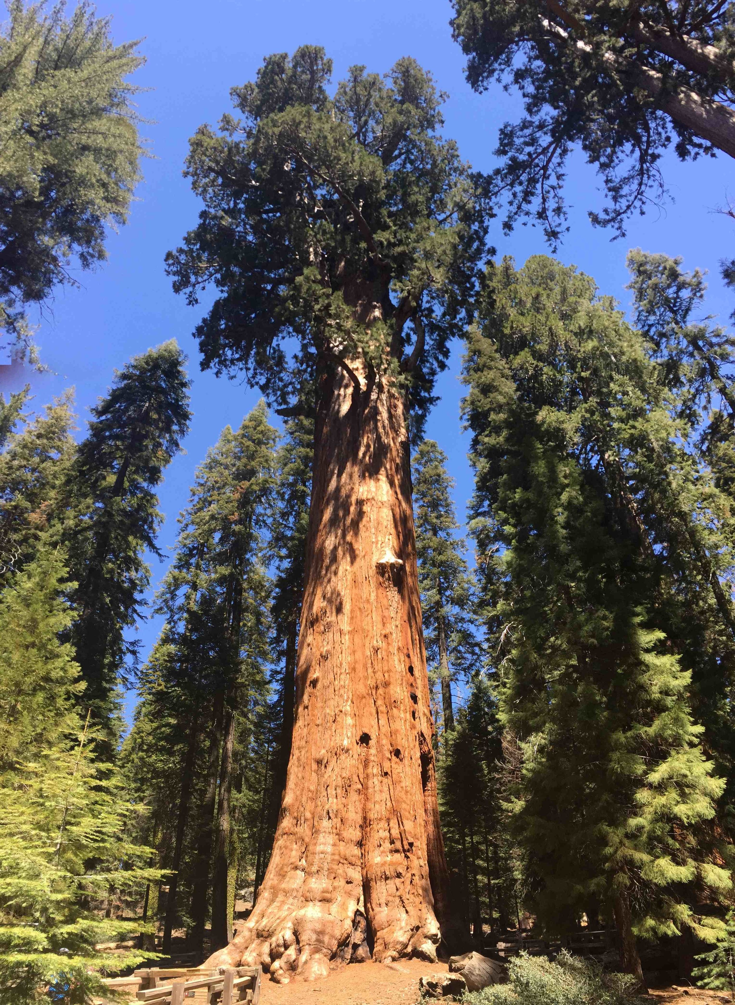 General Sherman Largest Tree Earth - Dr Reese Halter.jpg