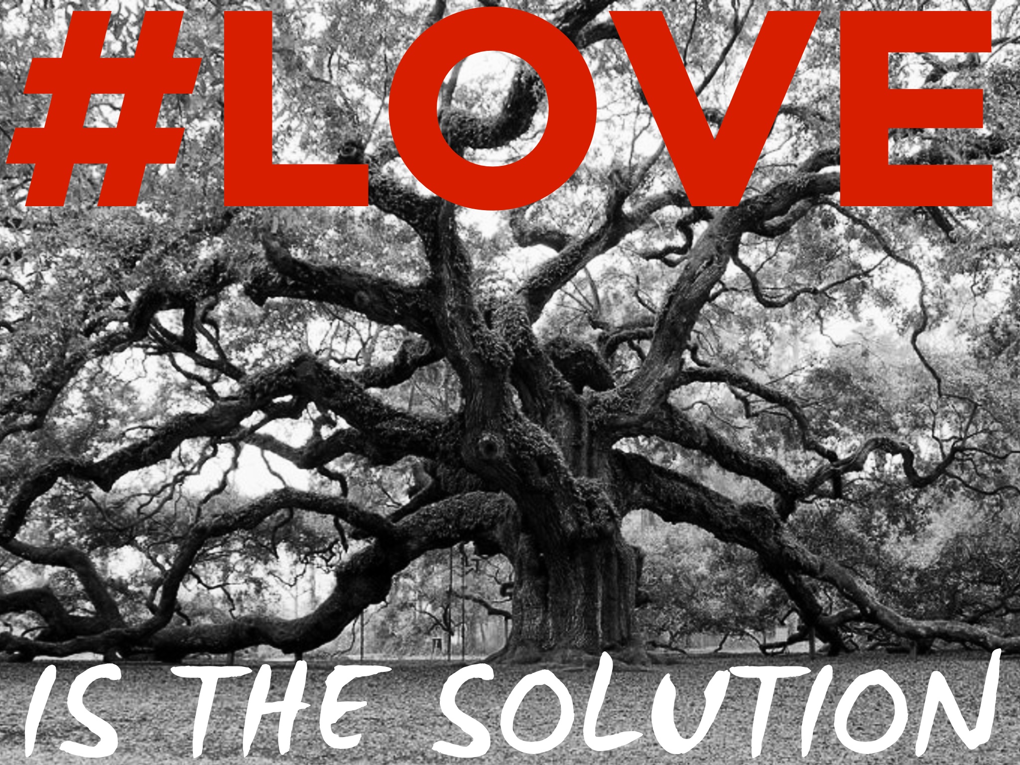 #LOVE giant oak tree - Dr Reese Halter.jpg