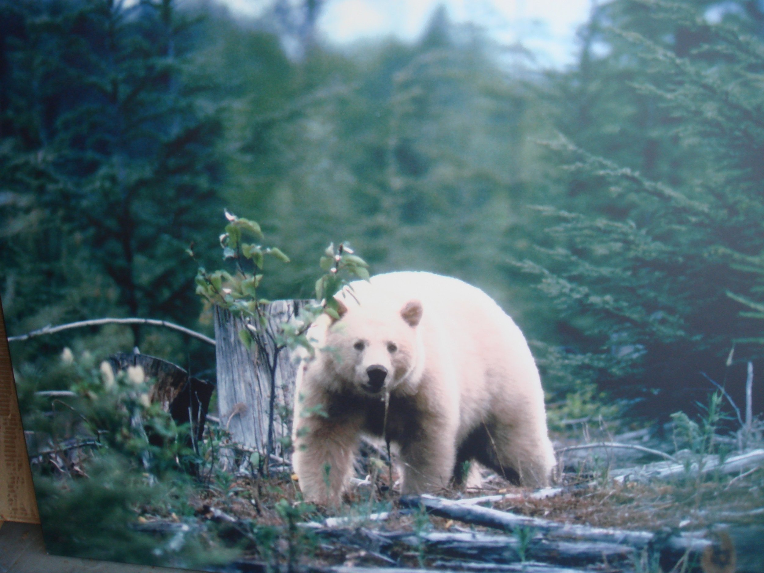 Spirit Bear -- Dr Reese Halter.jpg