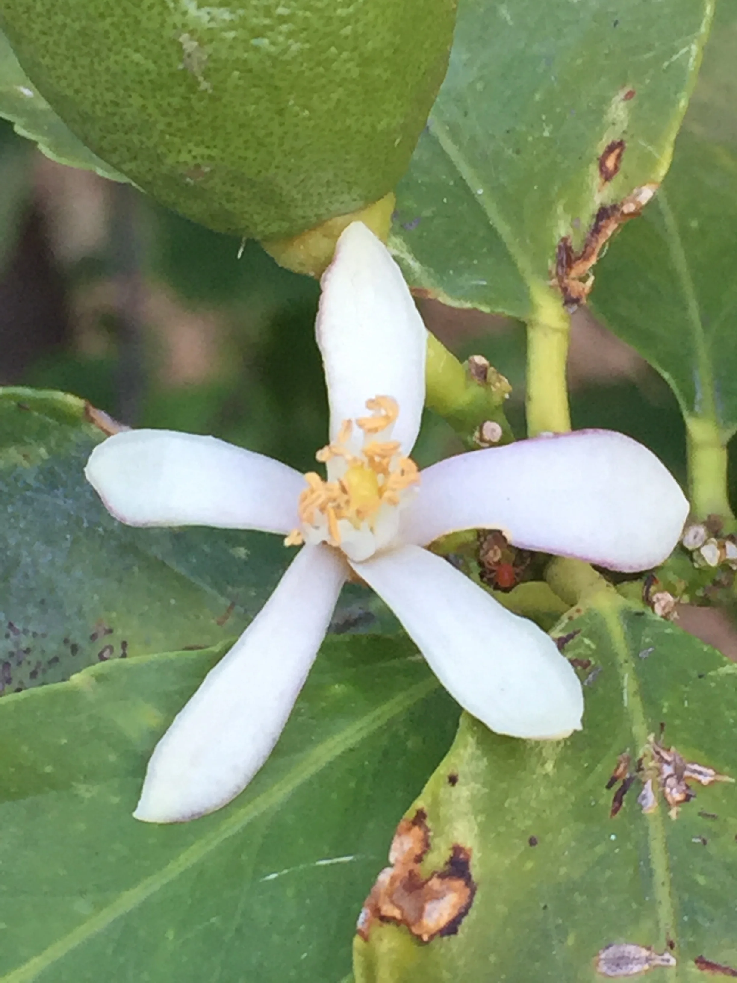 Lemon Blossom - Dr Reese Halter.jpg
