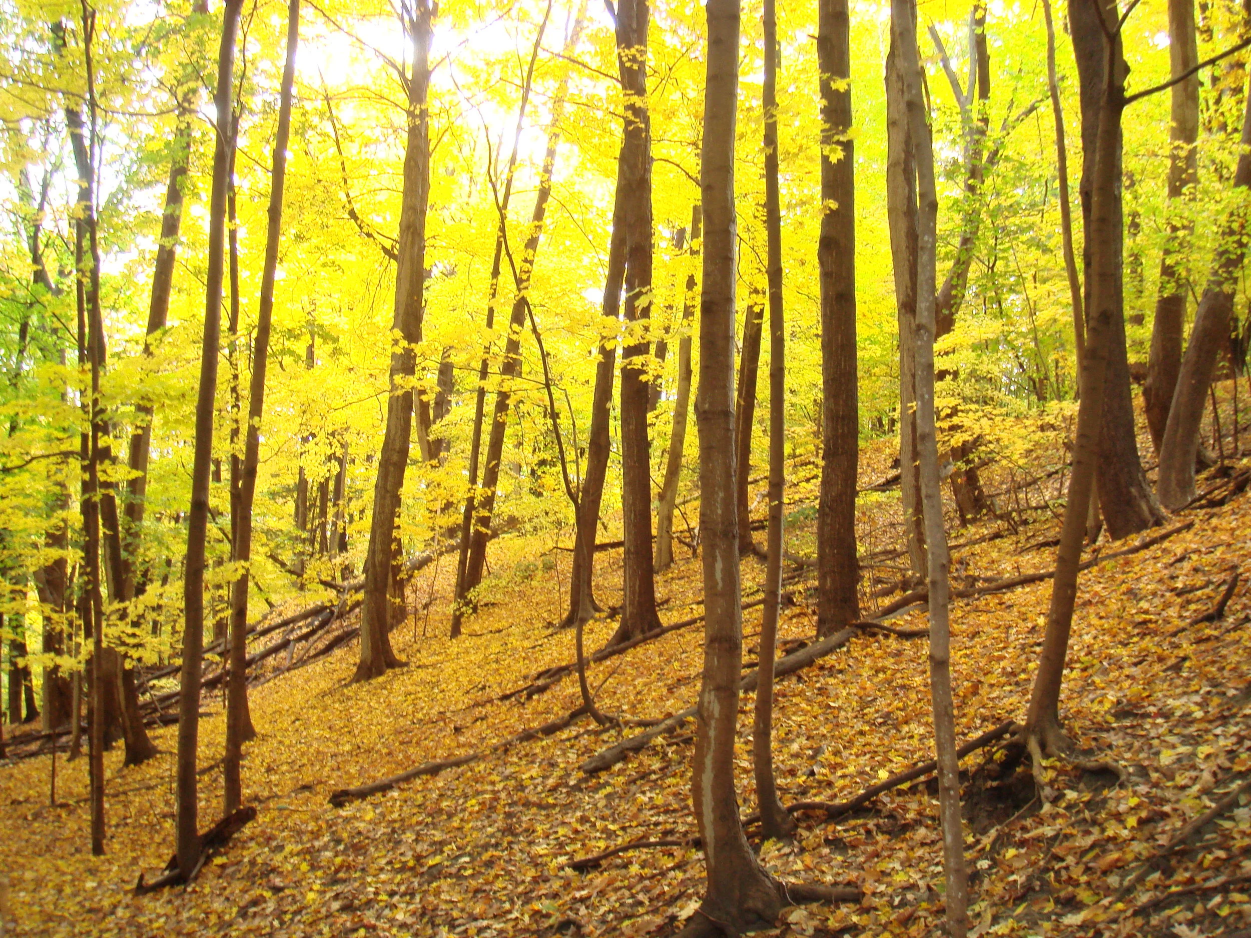 Dr Reese Halter Autumn.JPG