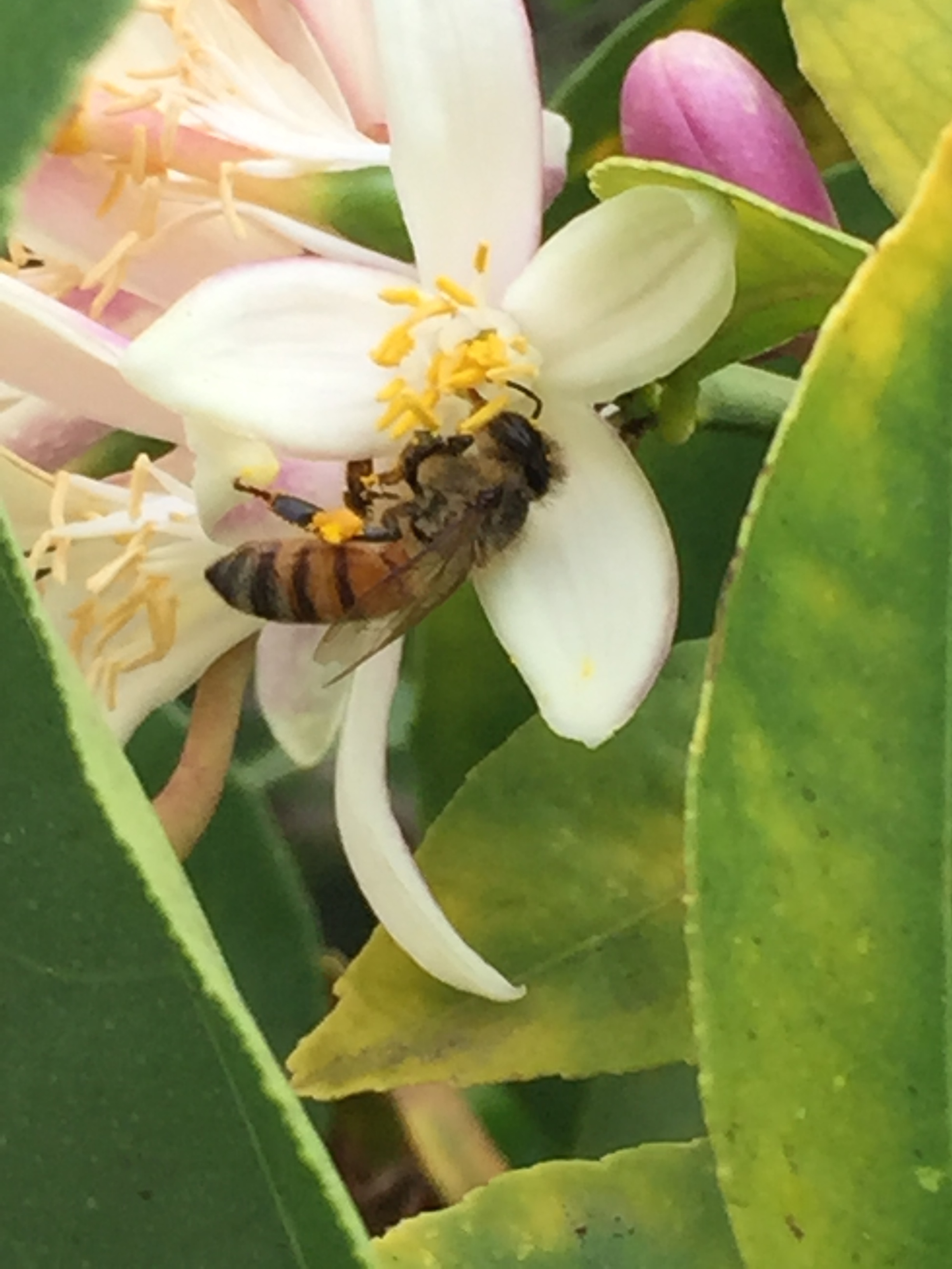 Honeybee Lemon Bloom - Dr Reese Halter.jpg