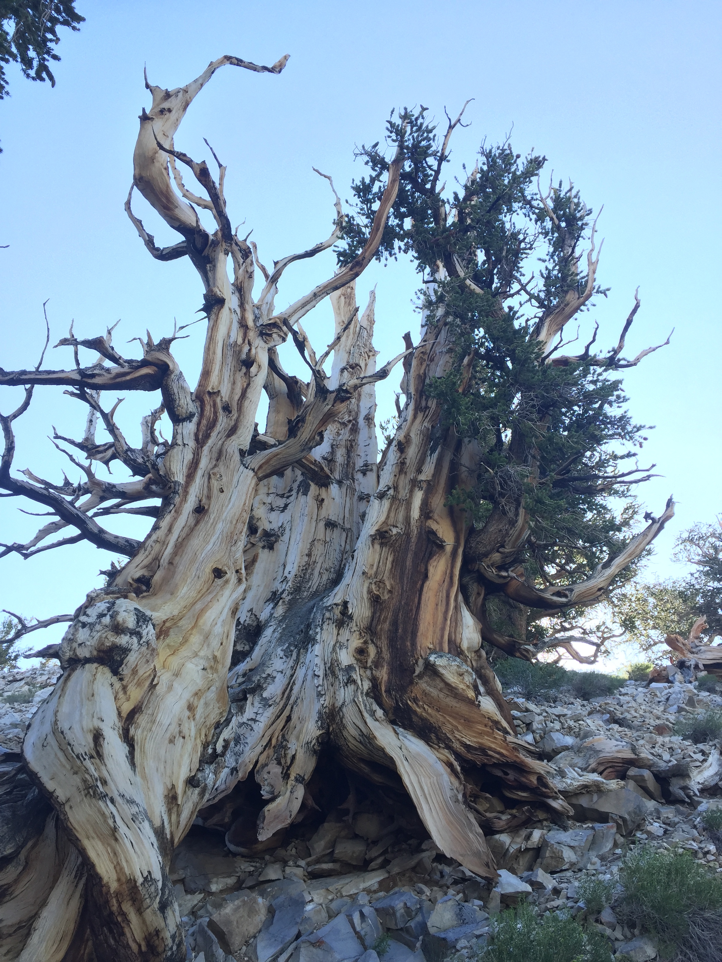 An Ancient One -- Great Basin Bristlecone pine -- 2 miles above Earth growing on 600 million year old Silurian dolomitic seafloor. These remarkable trees thrive on alkaline sediments. Ancient Ones eventually expire beyond 5,000 years because they outgrow the former Silurian seafloor. Unprecedented.