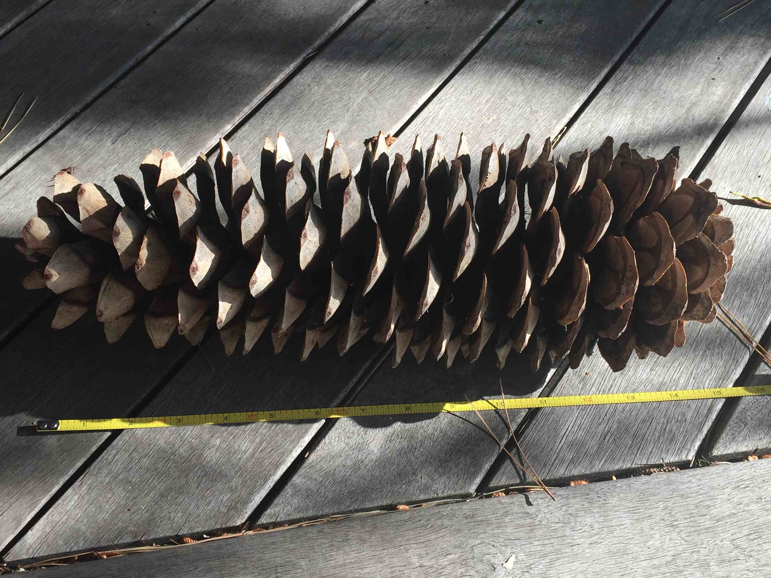 Sugar pine cones are longest of all pines. This magnificent sample is almost 15 inches long !