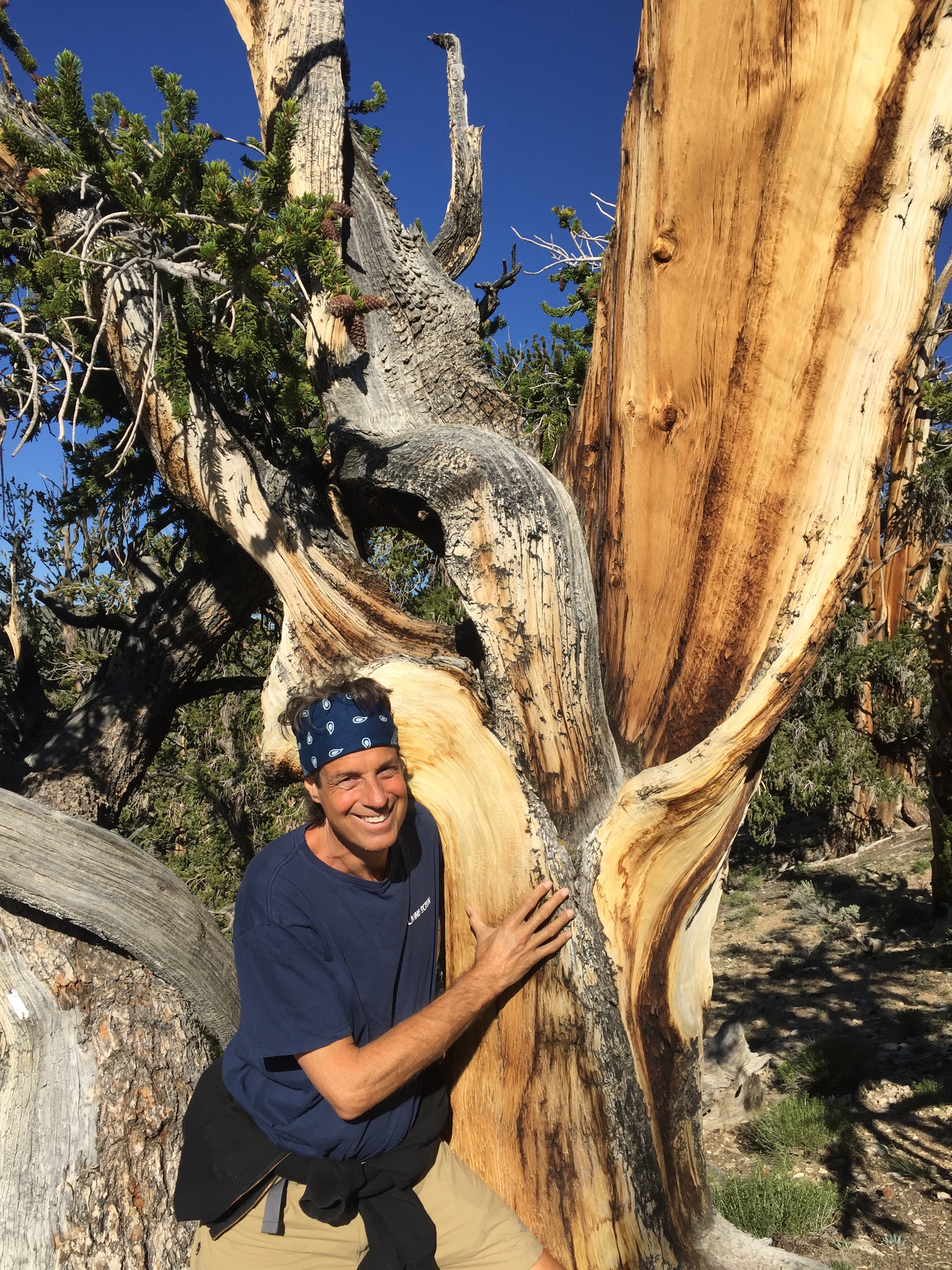 The Ancient Ones. 4,500-year-old Great Basin bristlecone pines, California, two miles above sea level.