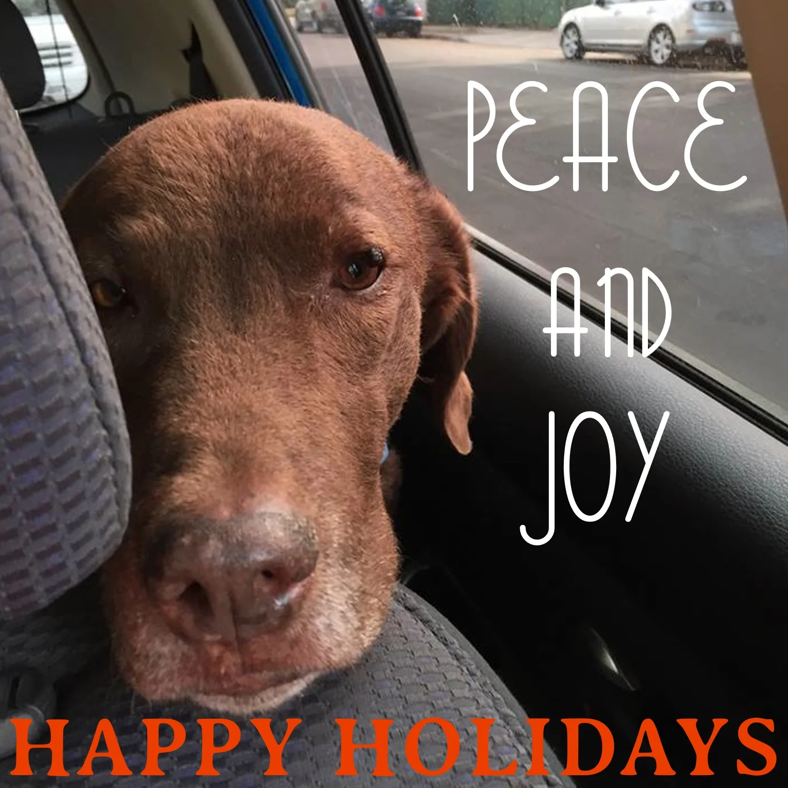 Naio holiday card - Dr Reese Halter.jpg