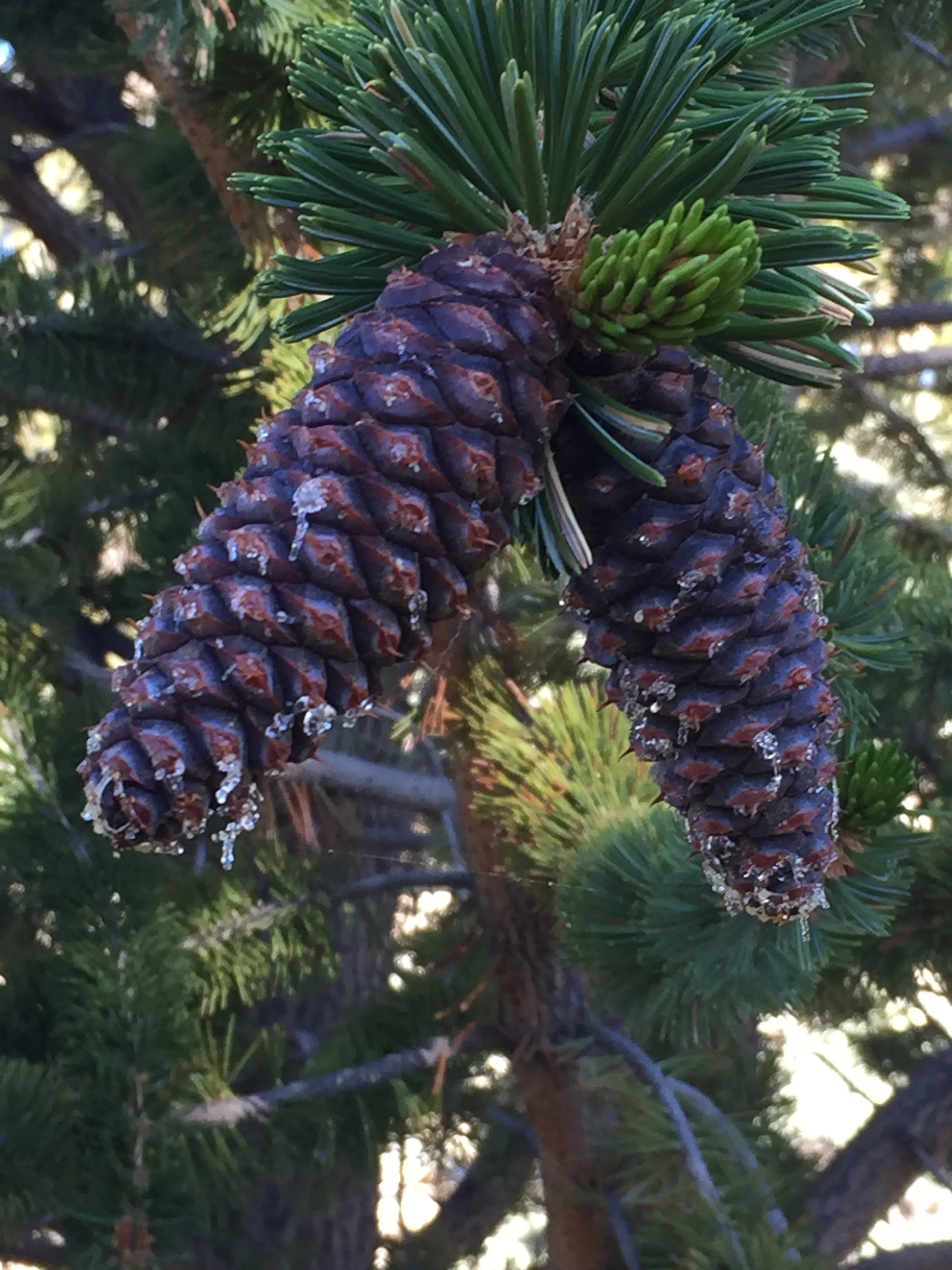 Bristlecones - Reese Halter.jpg