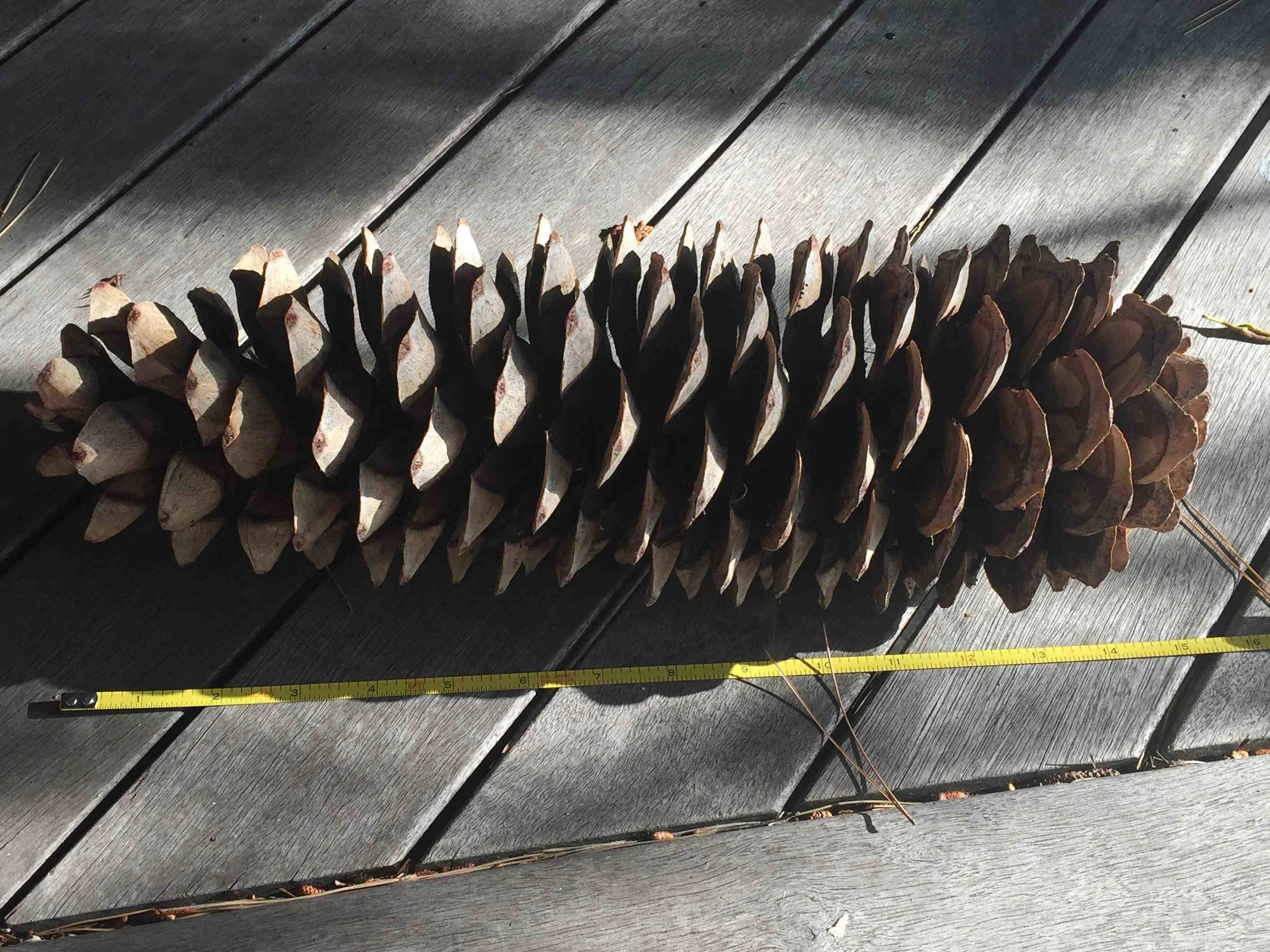 It takes two years and much nitrogen to grow these gigantic sugar pine cones, the longest of all pines. Its large seeds are a prized food source for many ground dwelling mammals. Twenty-four-inch long cones are not uncommon!