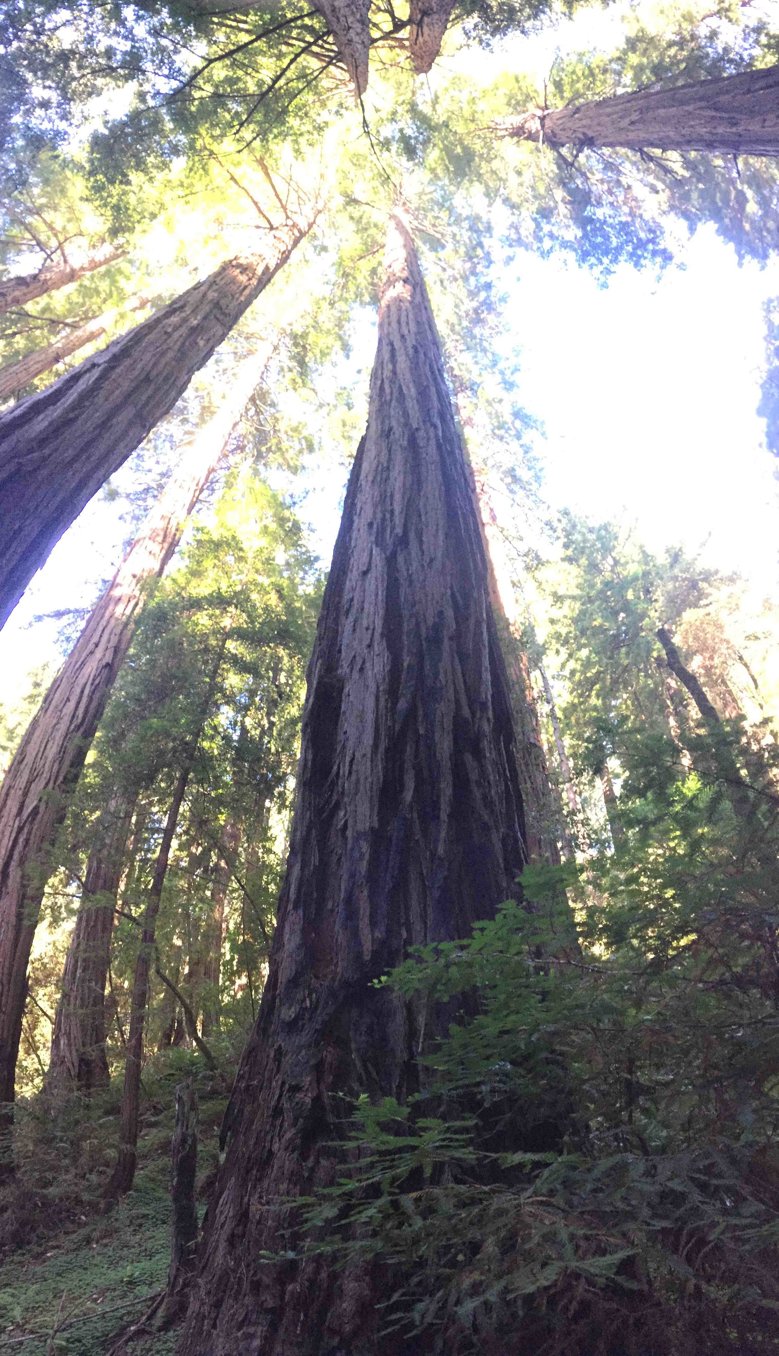 Young Redwoods - Reese Halter.jpg