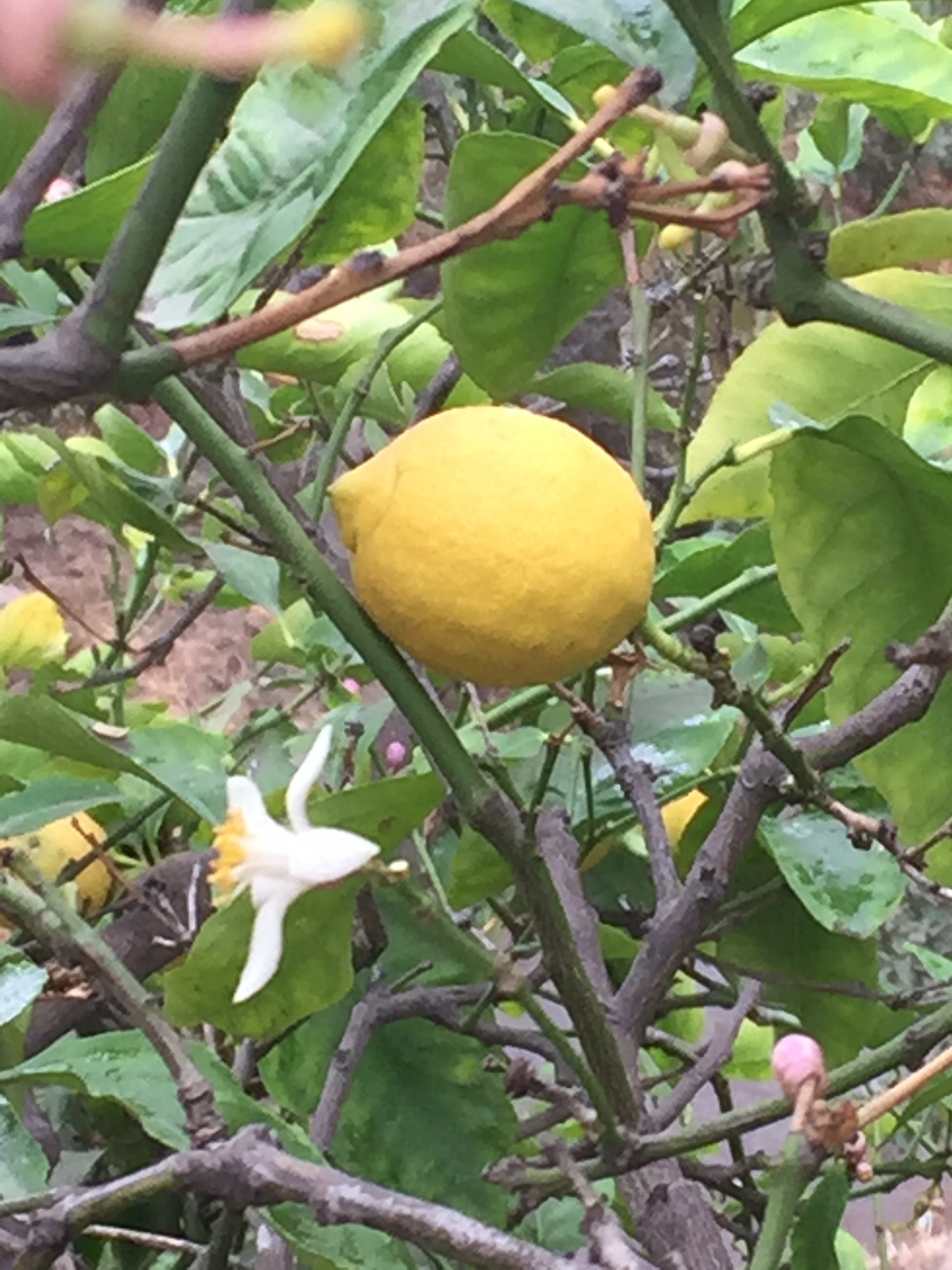Lemon Tree Hollywood - Reese Halter.jpg