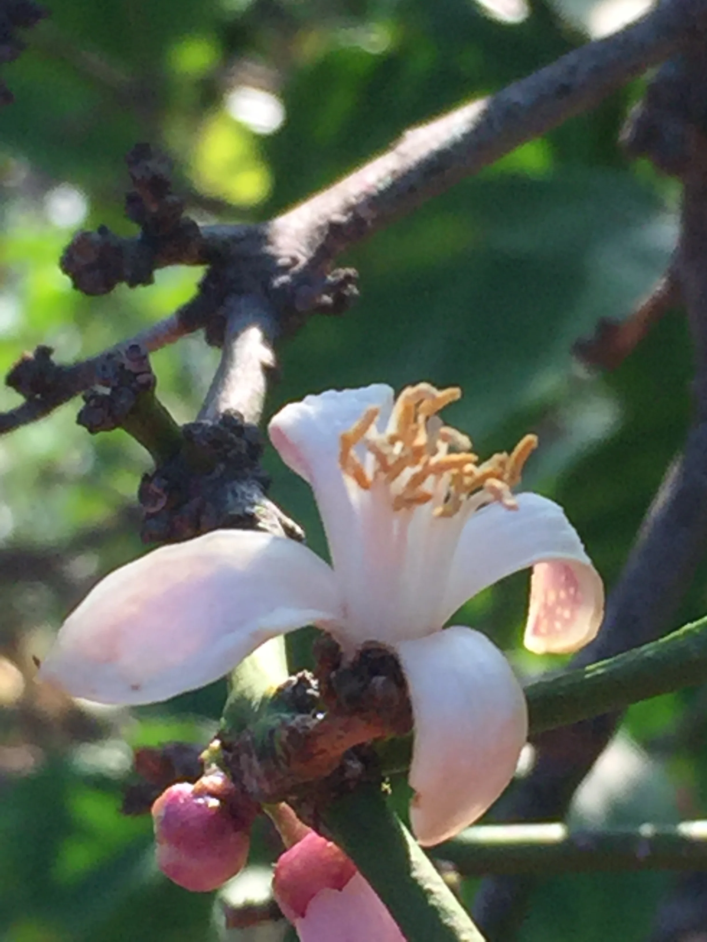 Lemon Blossom - Reese Halter.jpg