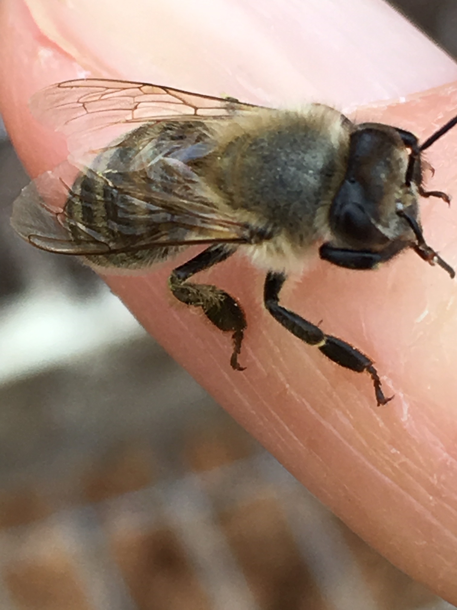 Saving a Honeybee - Reese Halter .jpg