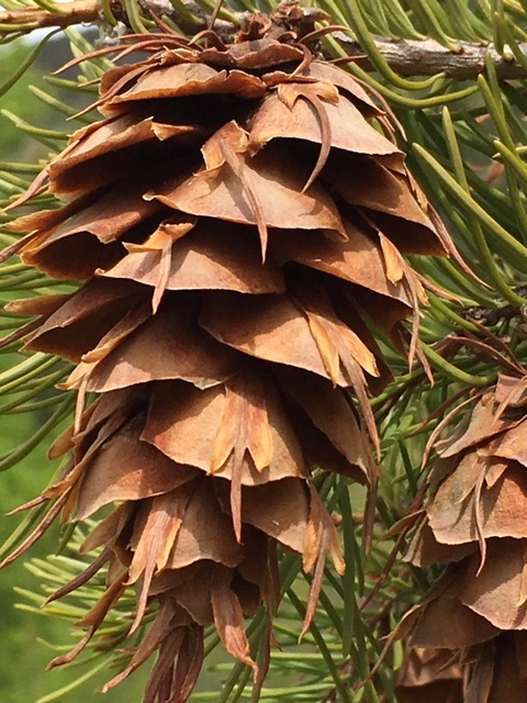 Rocky Mountain Douglas-fir cone - Reese Halter.jpg